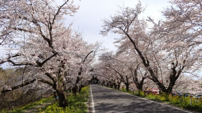 北本自然観察公園南入口の桜並木